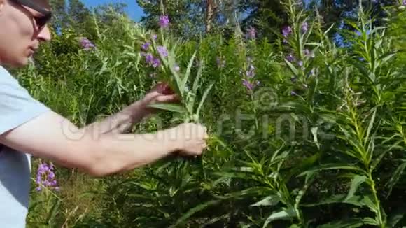 戴墨镜的人收集草药花瓣视频的预览图