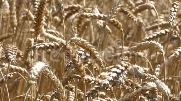 小麦作物在风中摇曳视频的预览图