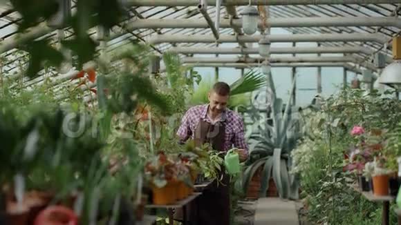 自信的男园丁用花盆在温室里浇水有魅力的年轻人喜欢他的花园工作视频的预览图
