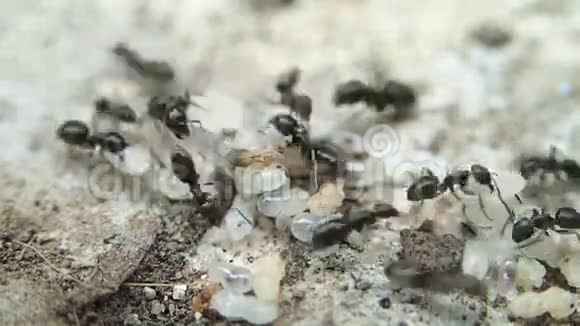 有幼虫的蚂蚁关闭框架视频的预览图