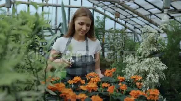 带着迷人的微笑的女园丁穿着围裙在温室里用花园喷雾器浇花视频的预览图