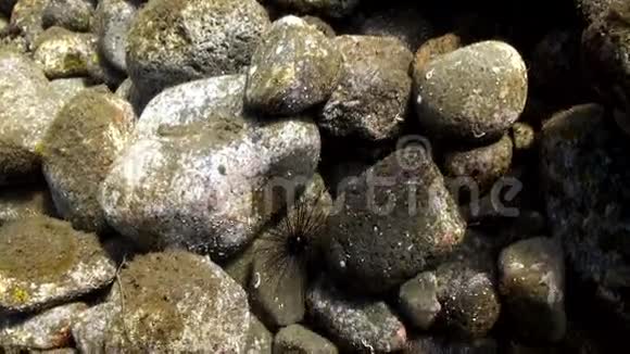 海底岩石中的海胆视频的预览图