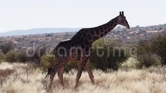 南非卡拉哈里草原上长颈鹿的特写镜头视频的预览图