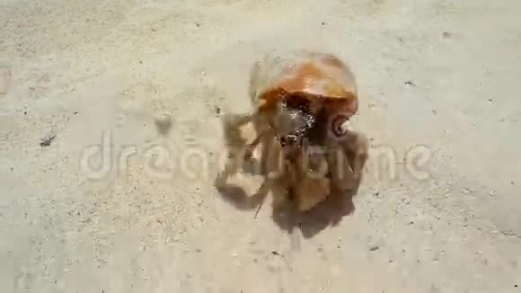 在沙滩上快速爬行的寄居蟹的近景视频的预览图
