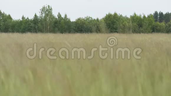 小草在风中摇曳慢动作视频的预览图