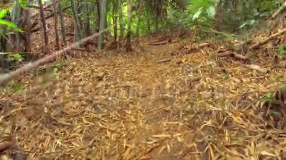 热带丛林中的徒步路径视频的预览图