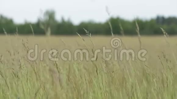 小草在风中摇曳慢动作视频的预览图