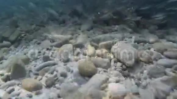 水下鱼学视频的预览图