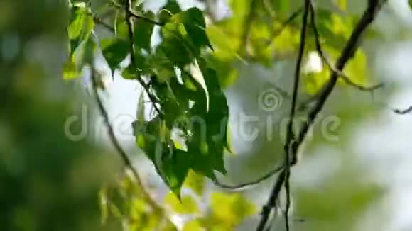 阳光明媚的一天树上挂着绿叶桦树视频的预览图