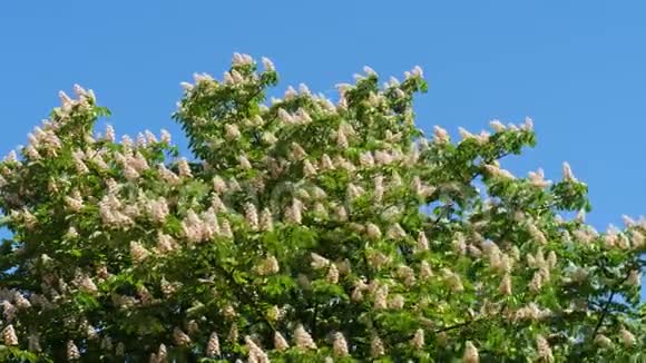 在阳光明媚的日子里一棵开着花和绿叶的栗树的树冠打10分422视频的预览图