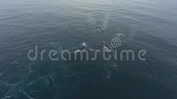 鲸鱼从身体里吐出水安德列夫视频的预览图
