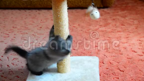 灰色小猫玩抓挠柱和玩具2个月视频的预览图
