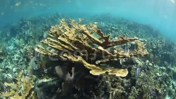加勒比海的埃尔克霍恩珊瑚群落视频的预览图