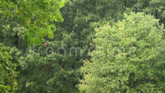 森林里的雨天视频的预览图