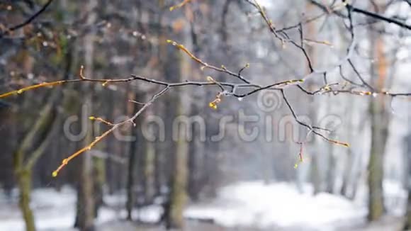 冬天的暴风雪在树林里视频的预览图