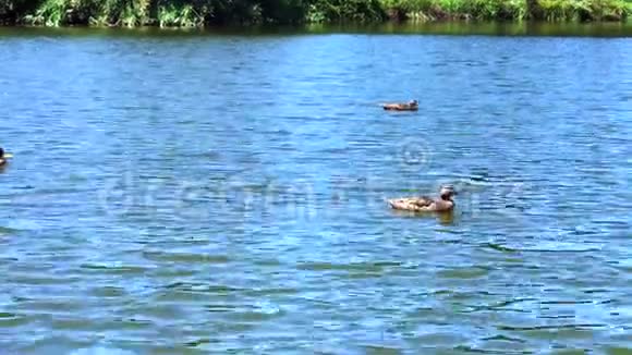 夏季有鸭子的城市公园池塘景色视频的预览图