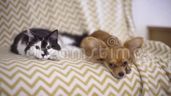 猫和狗奇瓦瓦狗和毛茸茸的猫躺在家里的沙发上视频的预览图