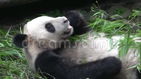 熊猫在成都吃新竹吃新竹视频的预览图