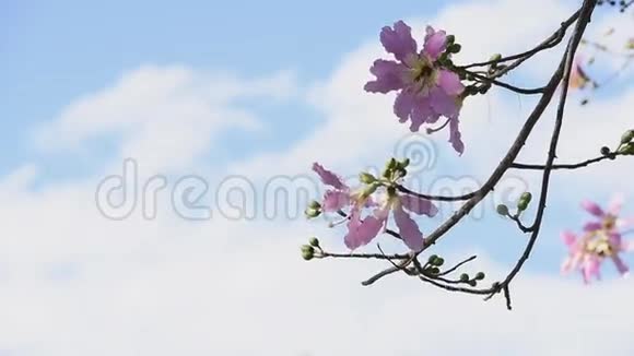 摇曳的粉红色花朵x28牙线丝树x29视频的预览图