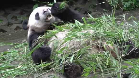 熊猫在成都吃新竹吃新竹视频的预览图