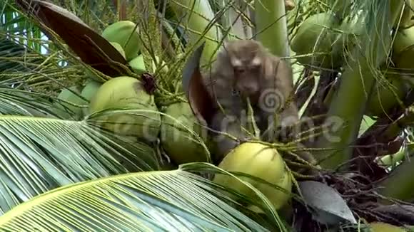 猴子在棕榈树上采集椰子视频的预览图
