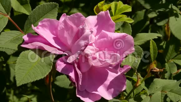 在阳光下盛开的茶玫瑰花的特写花蕾满是粉红色的油玫瑰花在花园里4K视频的预览图