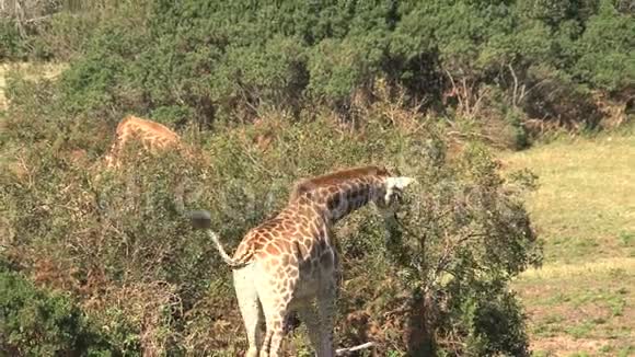 长颈鹿和白驹从热带草原的树梢上放牧视频的预览图