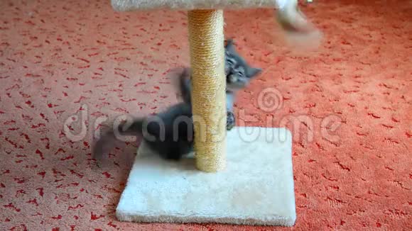 灰色小猫玩抓挠柱和玩具2个月视频的预览图