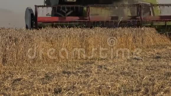 农场将切割成熟的麦穗和秸秆与灰尘从后面结合起来4K视频的预览图