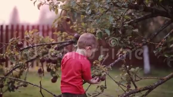 可爱的微笑的小男孩帮忙收集苹果树上的苹果然后看着相机视频的预览图