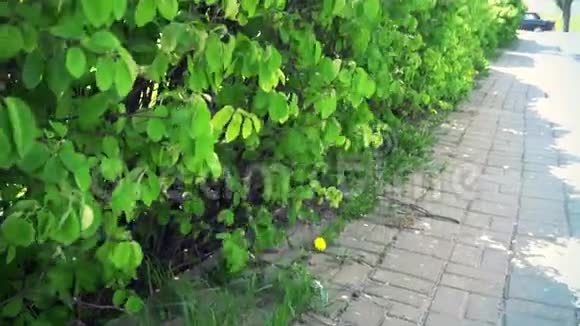 美丽的灌木丛在风中移动视频的预览图