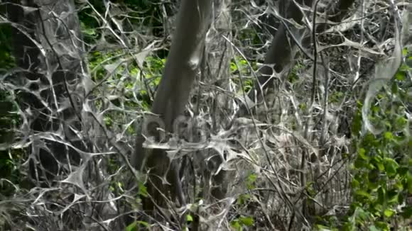树木和灌木丛被鸟雀蕨蛾幼虫蠕虫做成的网视频的预览图