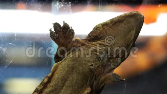 一只大蜥蜴用触须粘在玻璃上的橡皮泥把它的身体固定在上面视频的预览图