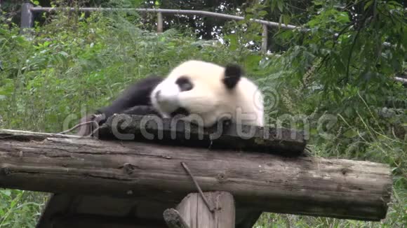 熊猫躺在木制的屋顶上露出舌头在成都挠他的背视频的预览图