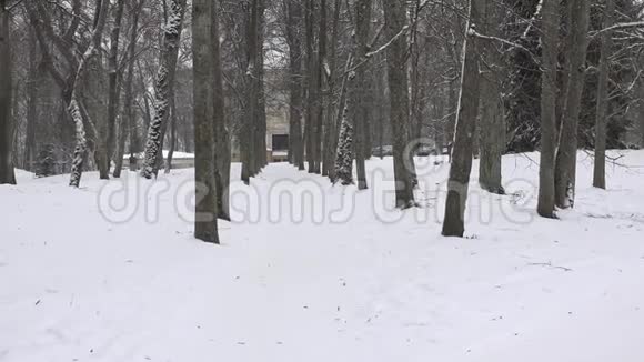 冬时青柠树巷公园落雪放大4K视频的预览图