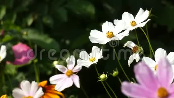 花在风中摇曳蜜蜜蜂在花园中的宇宙宇宙中视频的预览图