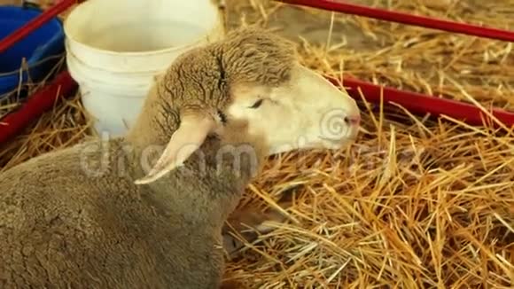 羊用钢笔吃干草视频的预览图
