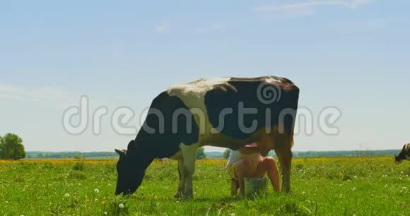 绿野上的牛奶奶牛视频的预览图