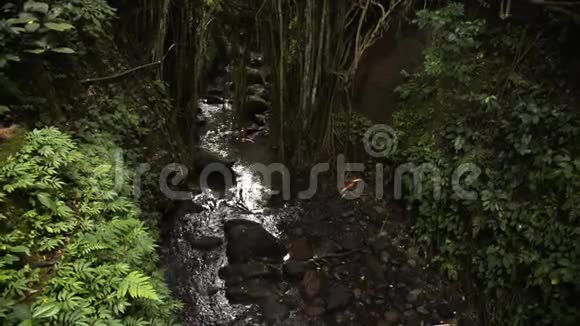 大自然中的溪流和乌布的圣猴森林保护区视频的预览图