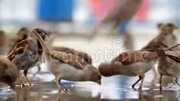 一群麻雀在一个大游泳池里洗澡视频的预览图