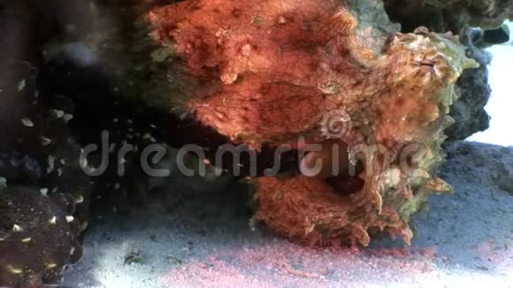 红色章鱼躲在珊瑚水下的海面下视频的预览图