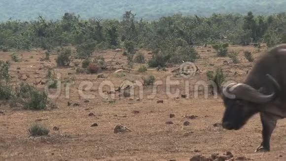 非洲野牛和热带草原上的瓦索格视频的预览图