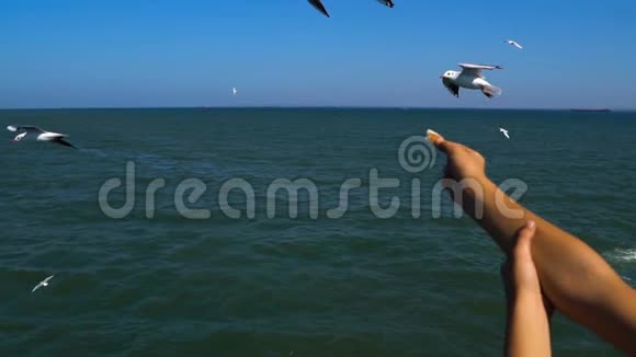 海鸥群跟随游轮吃人们手中的面包视频的预览图
