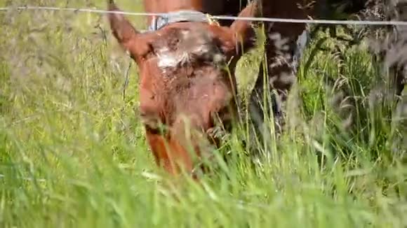 美丽的棕牛在温暖的夏日阳光和微风中放牧视频的预览图