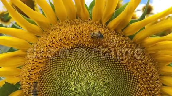 蜜蜂在慢动作蓝天和晴天工作视频的预览图