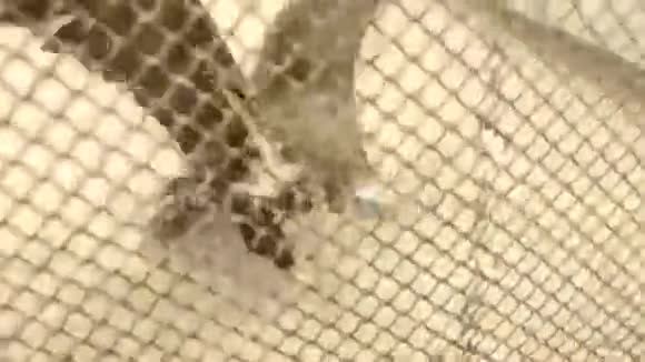 鸟类秃鹫喂养动物园视频的预览图