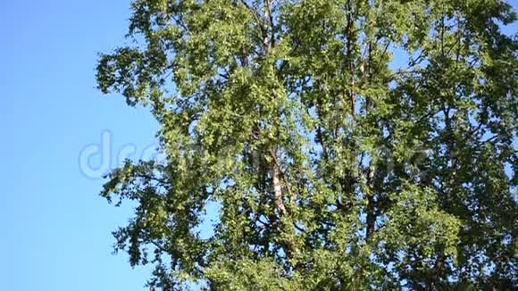 高大雄伟的桦树小鸟栖息在蓝天背景下明亮温暖的夏日阳光中视频的预览图