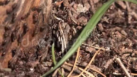 蚂蚁和蚂蚁蚂蚁爬进爬出貂皮视频的预览图