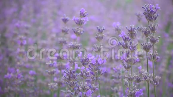 薰衣草的花朵在风中慢慢摇摆缓慢的运动普罗旺斯法国视频的预览图