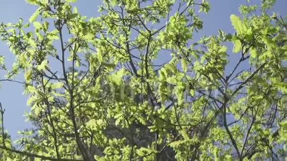 鲜嫩的绿橡木叶在明亮的阳光下拍摄视频的预览图